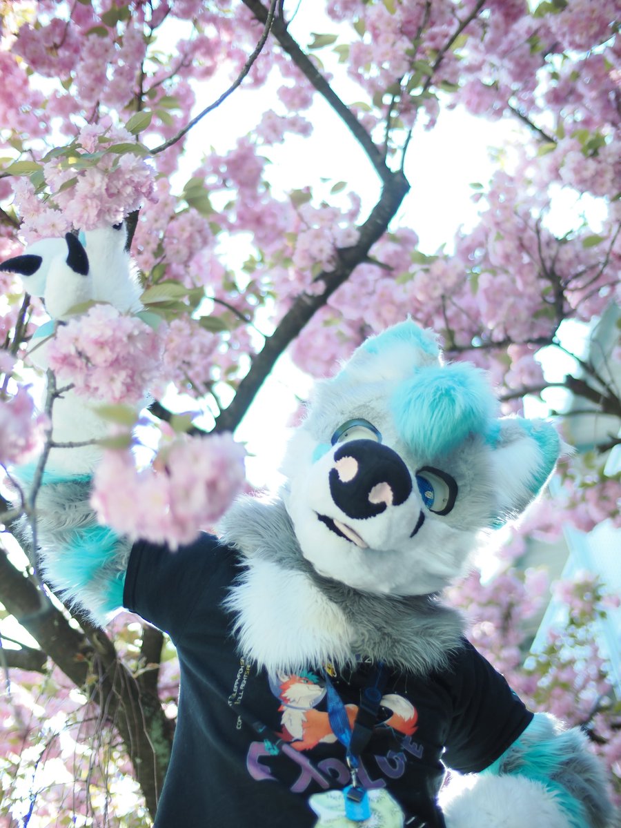 🐾KjisuTheFox🦊 tweet media