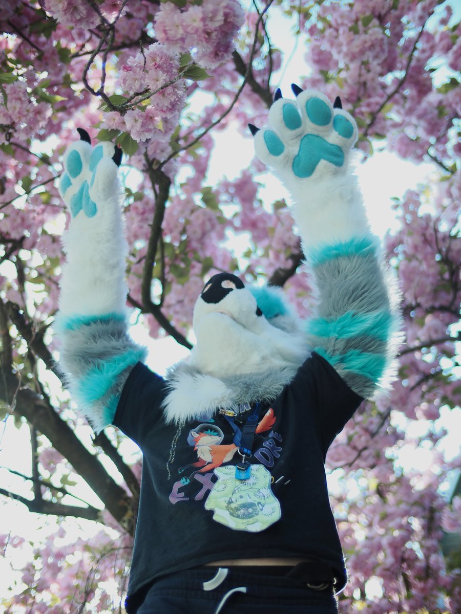 🐾KjisuTheFox🦊 tweet media