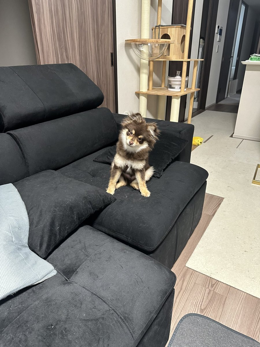 ds400c_'s tweet photo. 猫の毛だらけソファーとマロ

#ラグドール
#ポメラニアン
#猫のいる暮らし
#犬のいる暮らし
#猫好きさんと繋がりたい
#犬好きさんと繋がりたい https://t.co/kQNv6tXR8Z