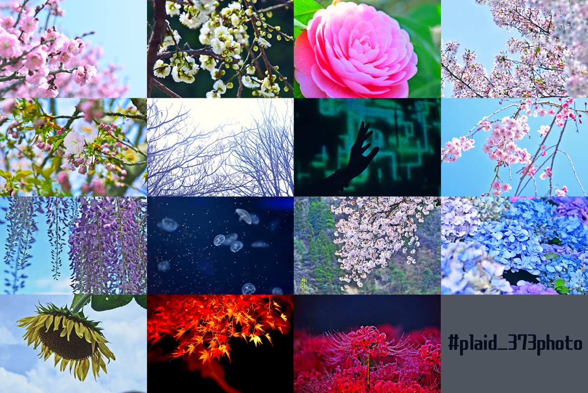 plaid_373's tweet photo. 2026年版カメコプロフが完成しました！！！
今年は豪華な作例です。
その他「 #plaid_373photo 」で色んな方の写真が見れますので探してみてください。
よろしくお願いいたします。

スタジオ、ロケ地、被写体さんはツリーにて記載いたします。
#カメコプロフ
#繋がらなくていいから俺の写真を見てくれ https://t.co/V9nn0DcFcD