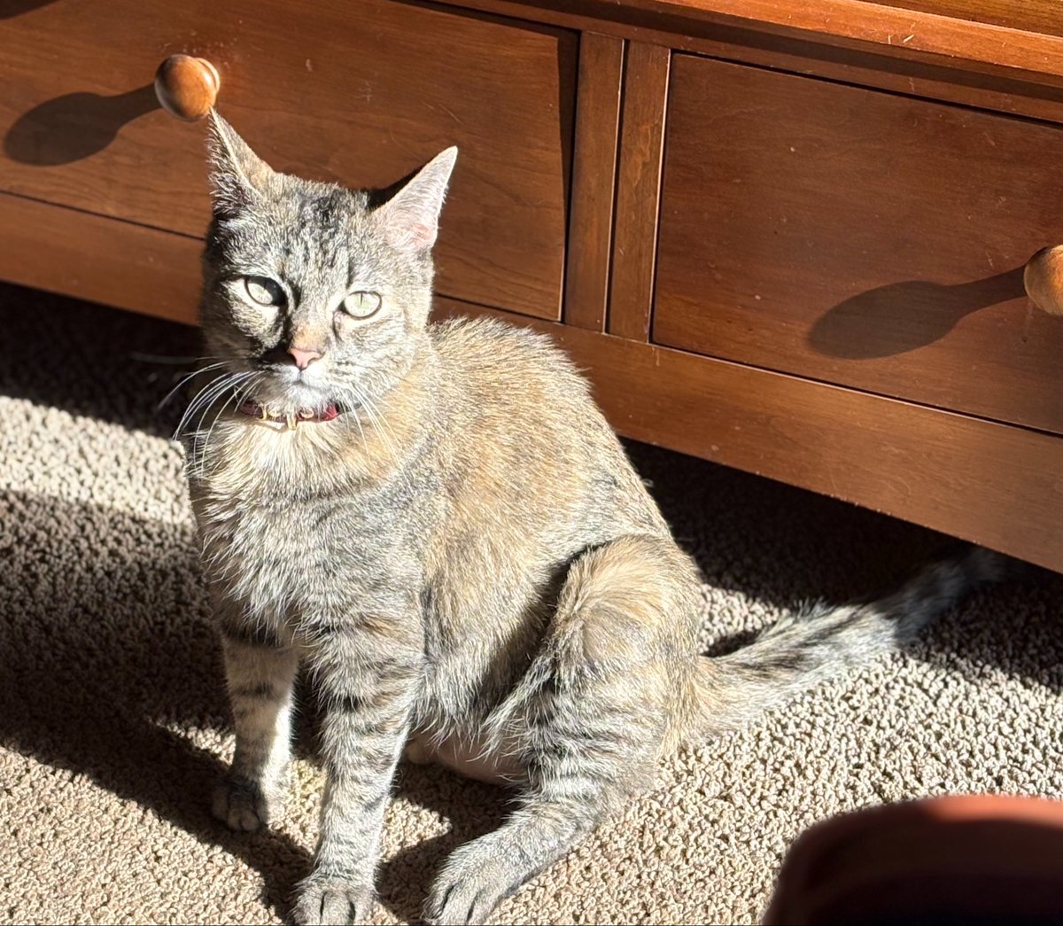 LucySkinnyjeans's tweet image. Happy #JellyBellyFriday all is right at our house now as the orphan kittens are at the shelter! I have mom all to myself again👏 A sun puddle to celebrate. I hope you have a Purrfect day💖 #CatsOfTwitter #CatsOfX #TabbyTroop #FridayVibes