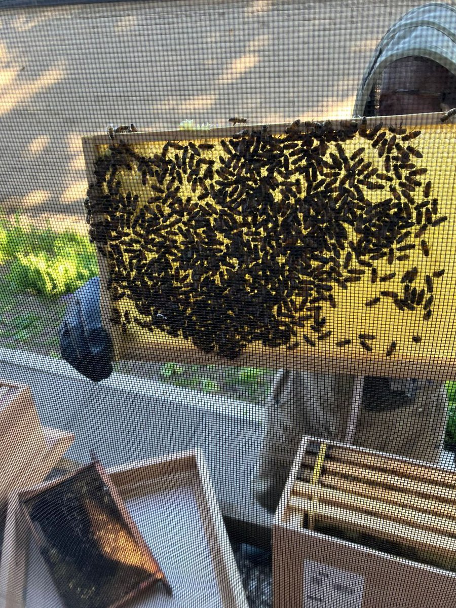 RRR_LUF's tweet image. Beekeeper Training 🐝🍯

A great session getting involved in beekeeper training for Roots Community and enjoying learning together outdoors.

#RedRoseRecovery #Beekeeping #RootsCommunity #NatureConnection