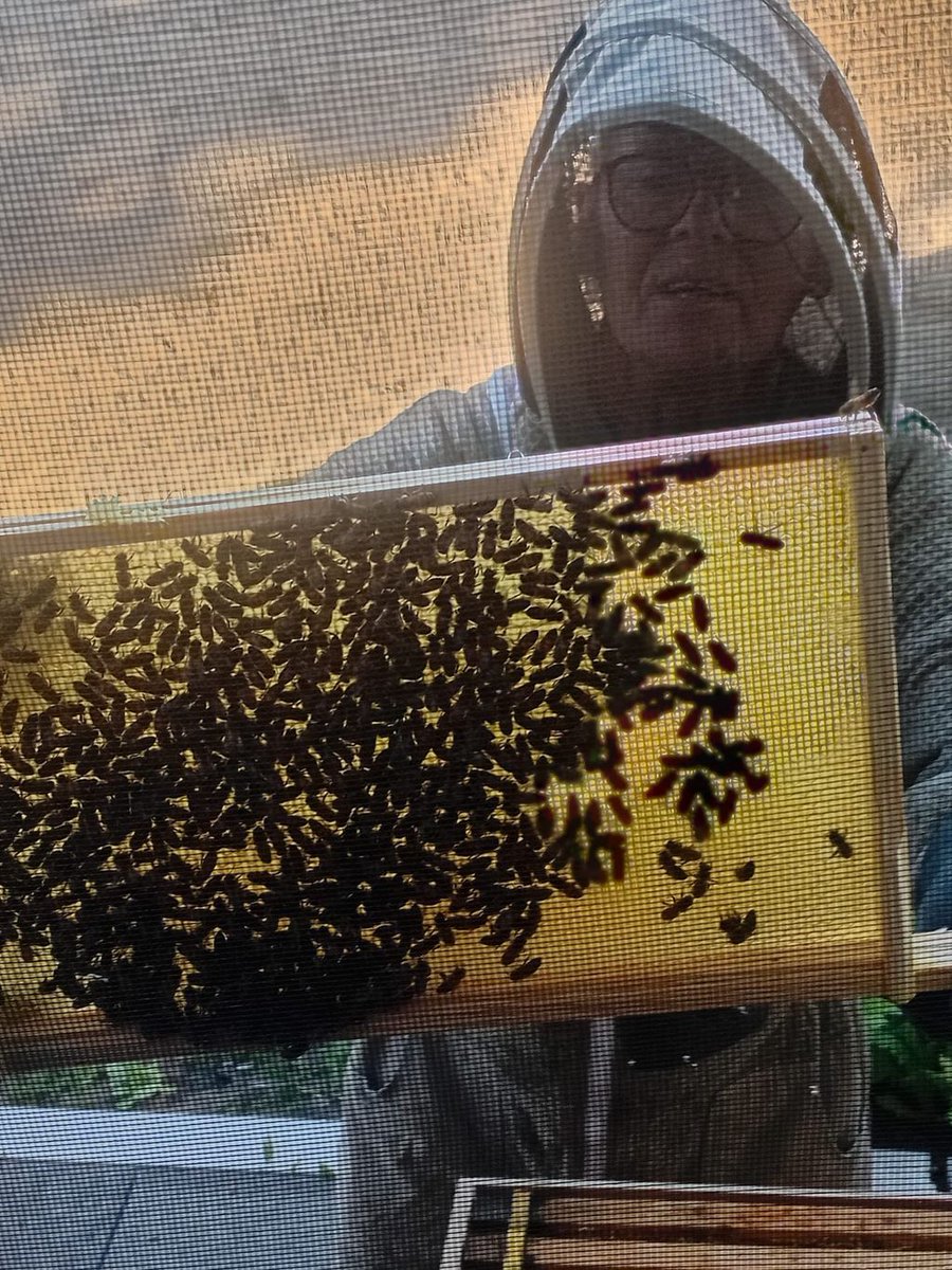 RRR_LUF's tweet image. Beekeeper Training 🐝🍯

A great session getting involved in beekeeper training for Roots Community and enjoying learning together outdoors.

#RedRoseRecovery #Beekeeping #RootsCommunity #NatureConnection