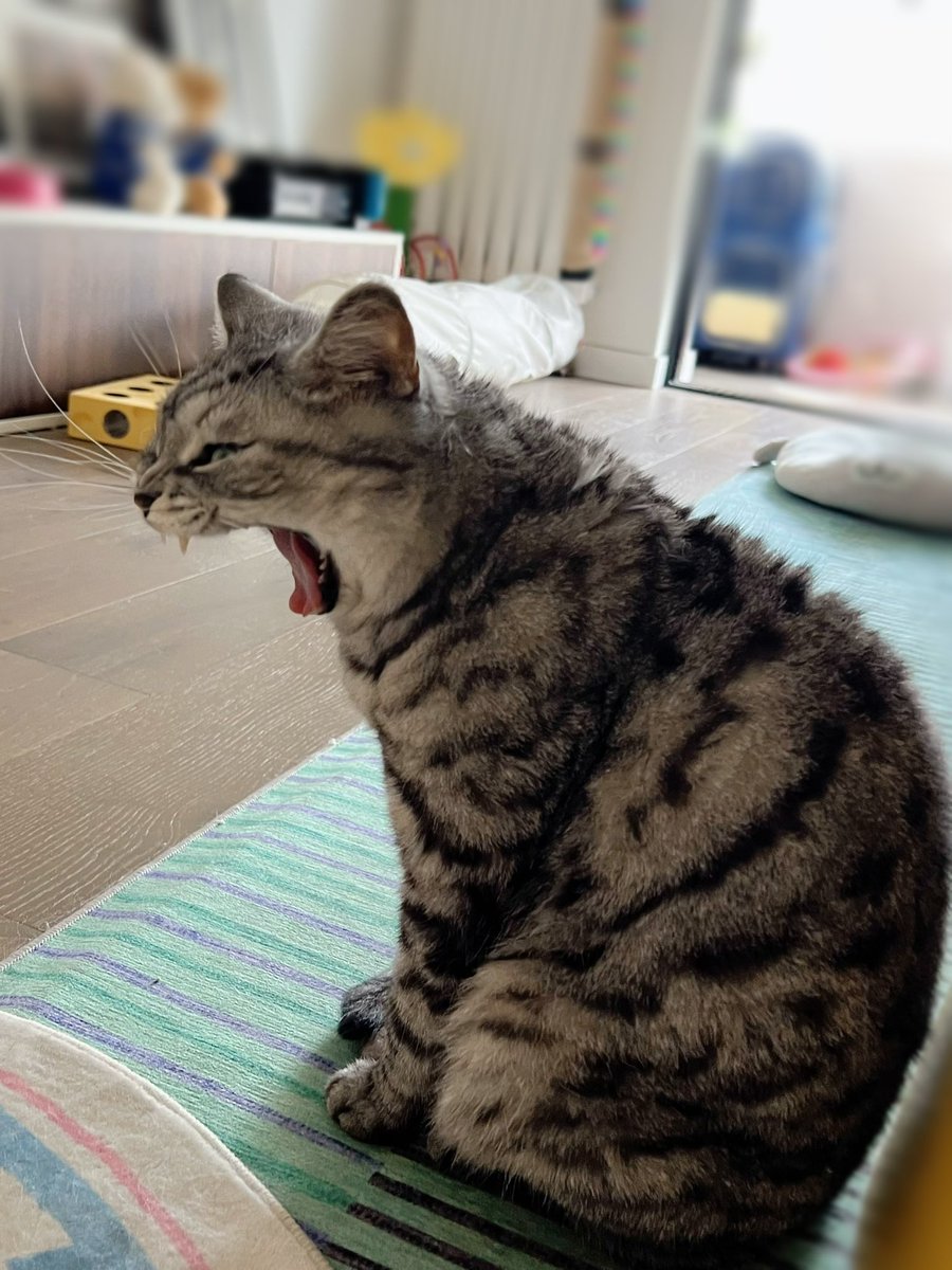 yol11492302's tweet photo. Kiwi's epic yawn! 😸 World record for biggest cat yawn? 🌪️ #YawnContest #GreyCat #CatsLovers #CatsOfX https://t.co/2MupgsZygJ