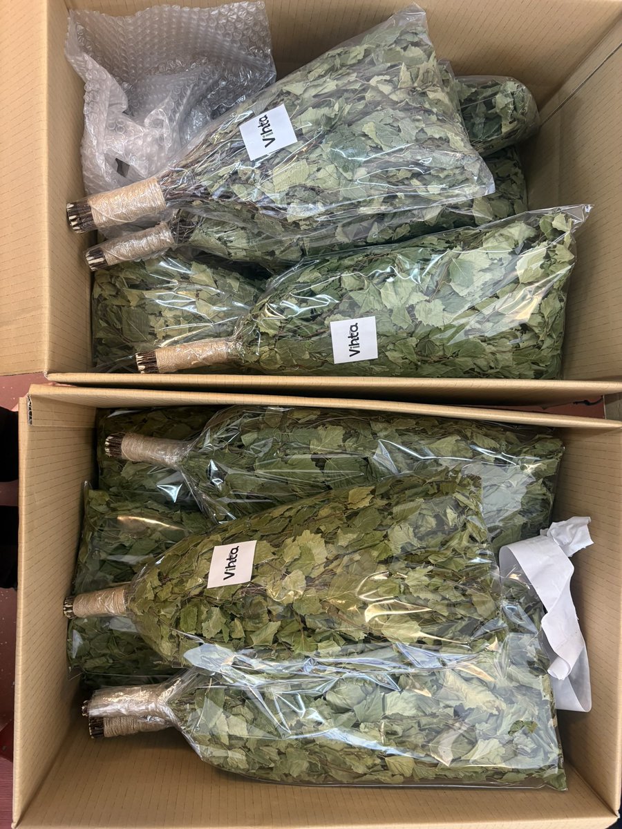 sugma_org's tweet photo. 明日からGWは超豪華ヴィヒタ祭り。

40本のヴィヒタをミストサウナやバレルサウナ、水風呂で贅沢に使います。

試しにミストサウナの中に吊るしてみたんだけど、高温ミストでヴィヒタの香りが一気に出る。バレルサウナでヴィヒタ水のロウリュしたけどかなり相性良い。バルト三国を思い出した。是非。面白い体験になると思います。