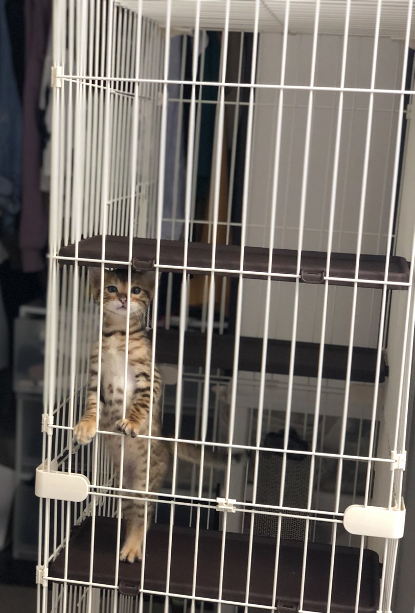 うちのバロン😸

#耳をすませば