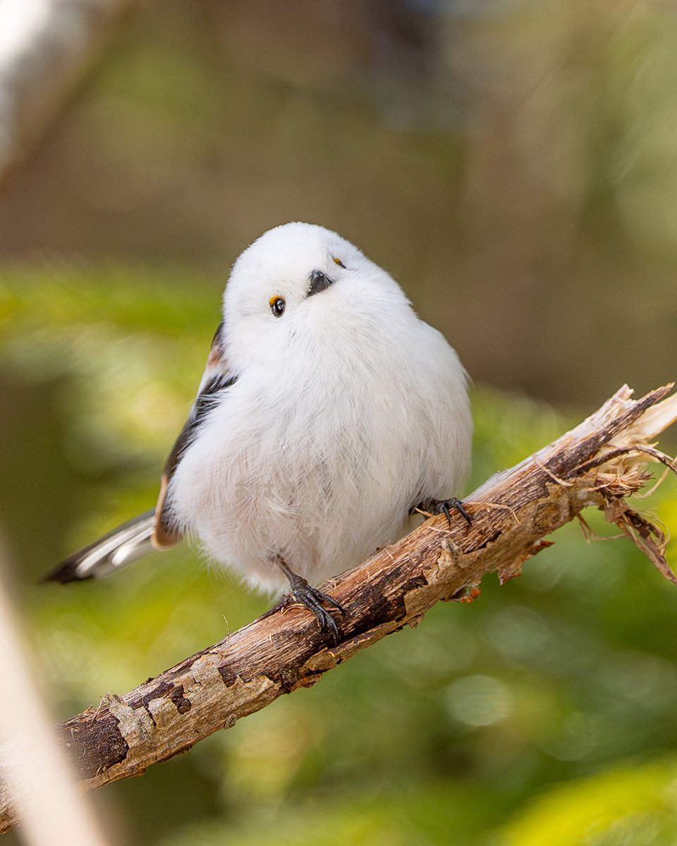 Birds tweet media