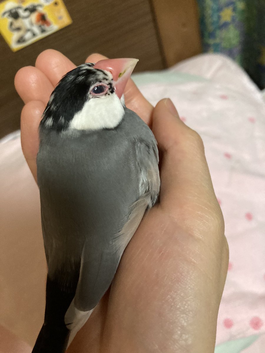 ととふぃ tweet media