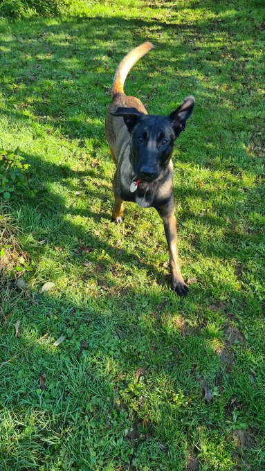 gsrescueelite's tweet image. Winston is 2yrs old and this boy is such a lovable goofball who loves to be with his human as much as possible. Winston can live with older kids and is working on his doggy social skills 
#dogs #germanshepherd #Cornwall 
gsrelite.co.uk/winston-5/