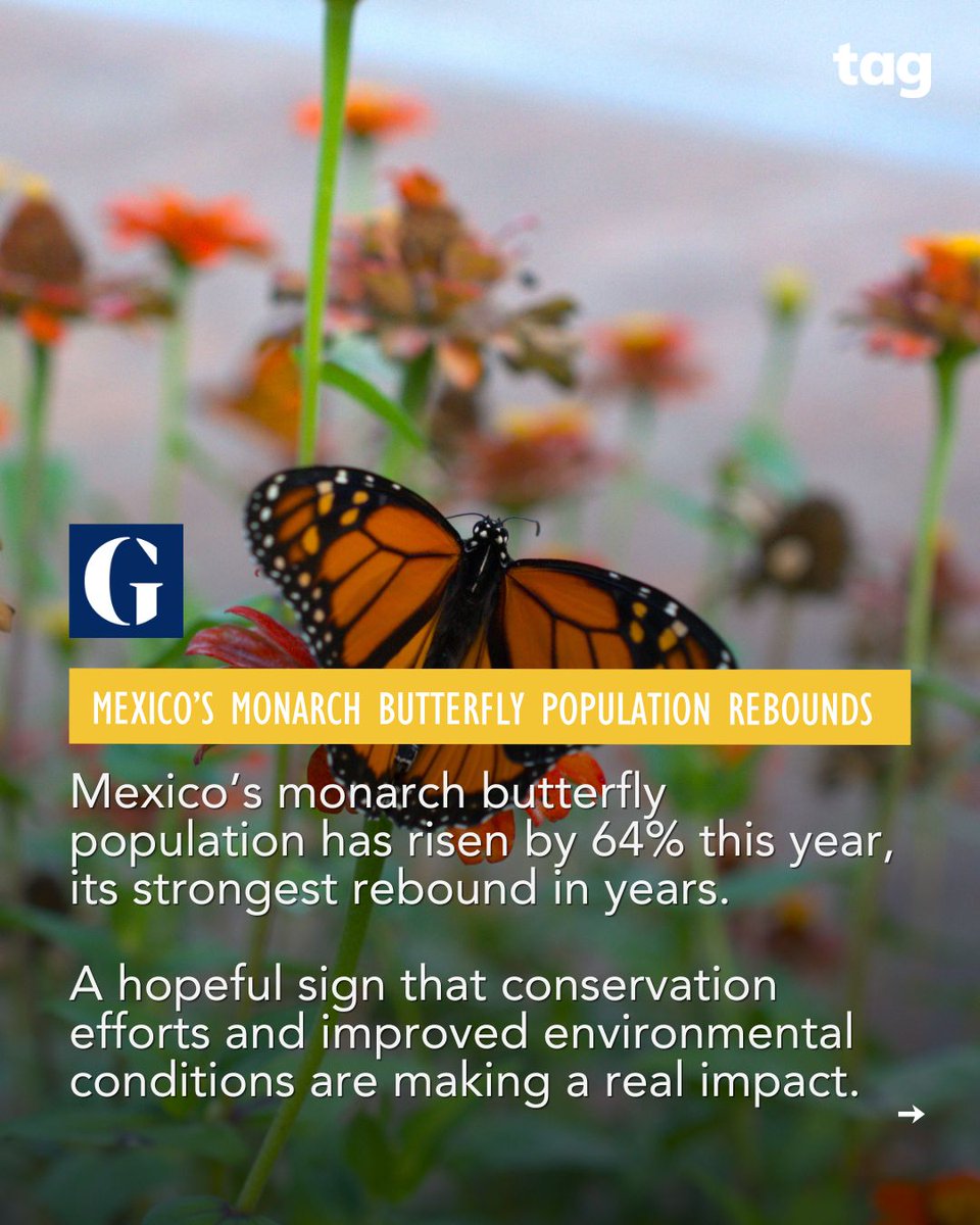 TakeActionEdu's tweet photo. April brought some encouraging progress for the planet 🌍💚 

From new marine protection zones to the recovery of key species, there’s real momentum building. Swipe to learn more.

-
Take Action Global
Climate Action Education For All 🌍 https://t.co/xwIcGCJjcu