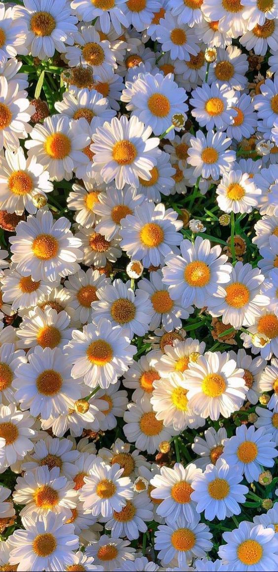RadioMariaITA's tweet image. #Buongiorno  a tutti voi carissimi ascoltatori di #Radio #Maria e buona #Domenica
