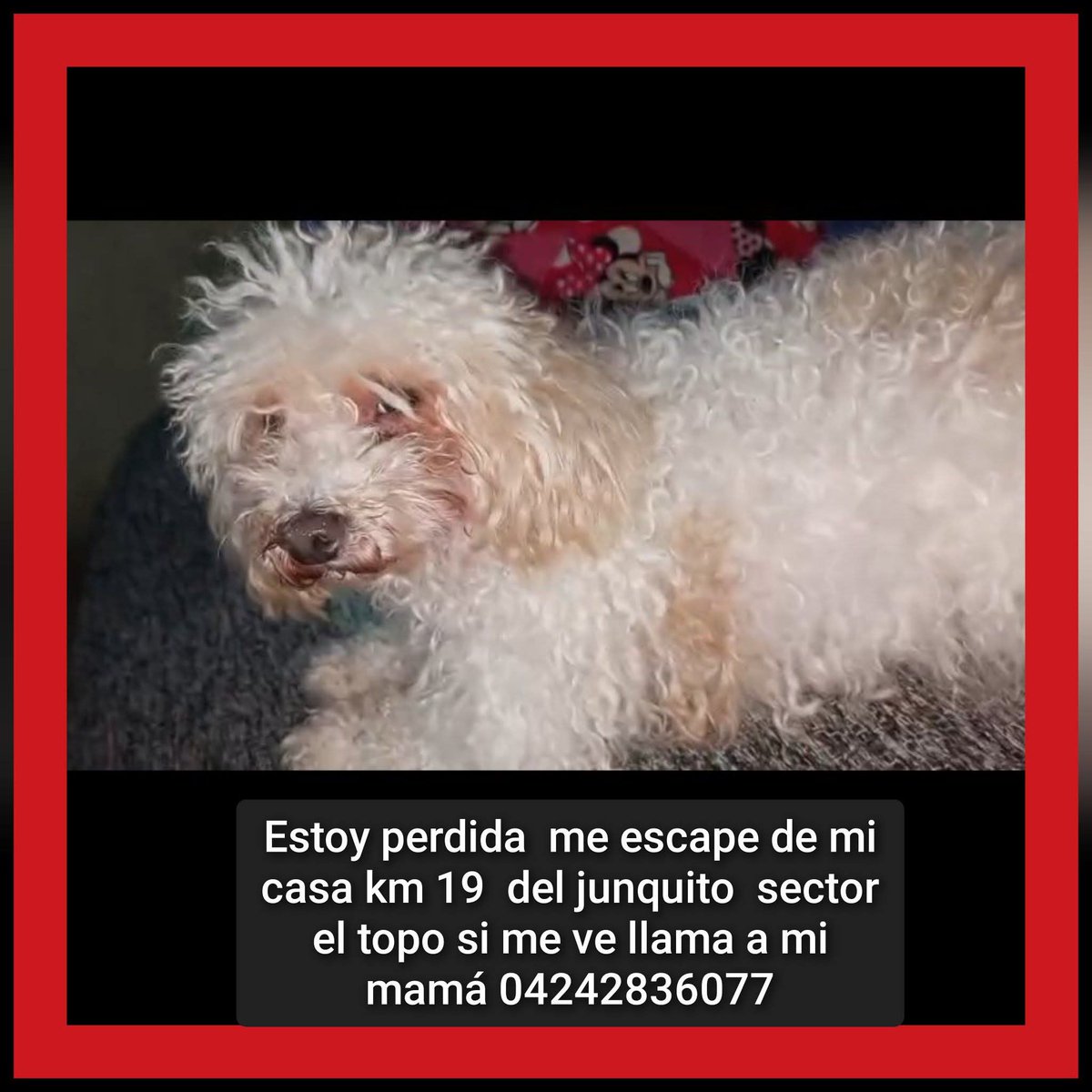 PerroUsuario Wof '•' tweet media