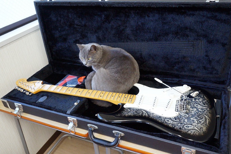 毎度のハードケースを取られてギターを仕舞えない😺‥練習中にやって来てずっと中で寝ていた、ふかふかで心地良いのだろう
#猫のいる暮らし #ねこのいる暮らし