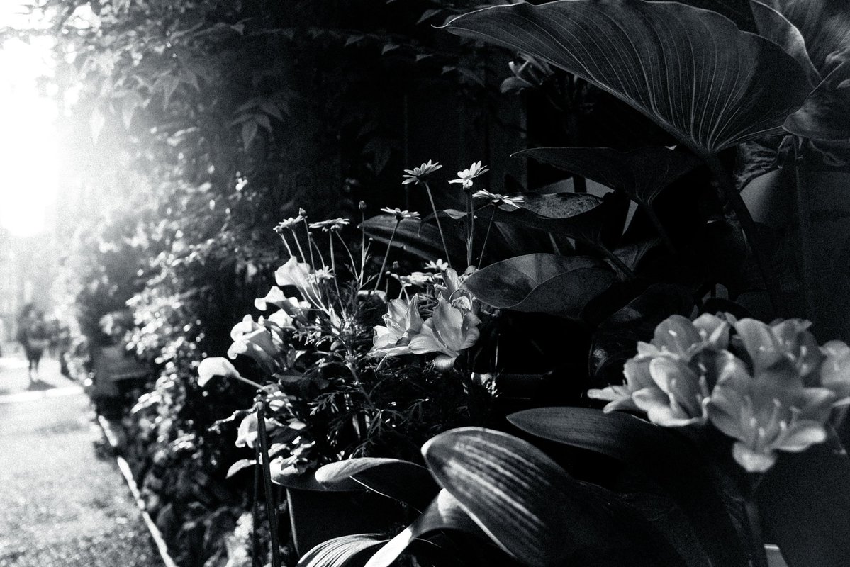 garan_dodo's tweet image. #photography #monochrome