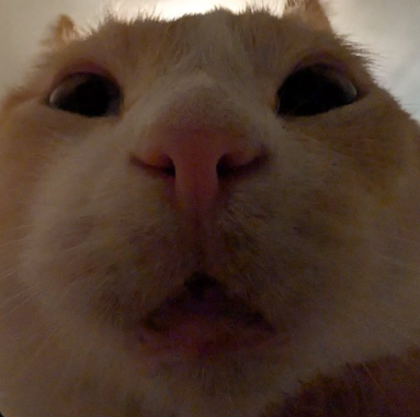 PatchyDaCat tweet media