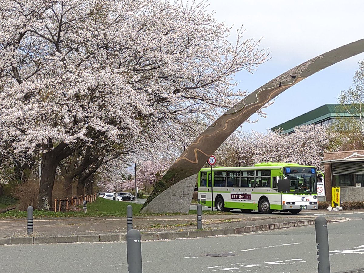 岩手県交通/641/1337 2週間前に満開だった県大前の桜🌸