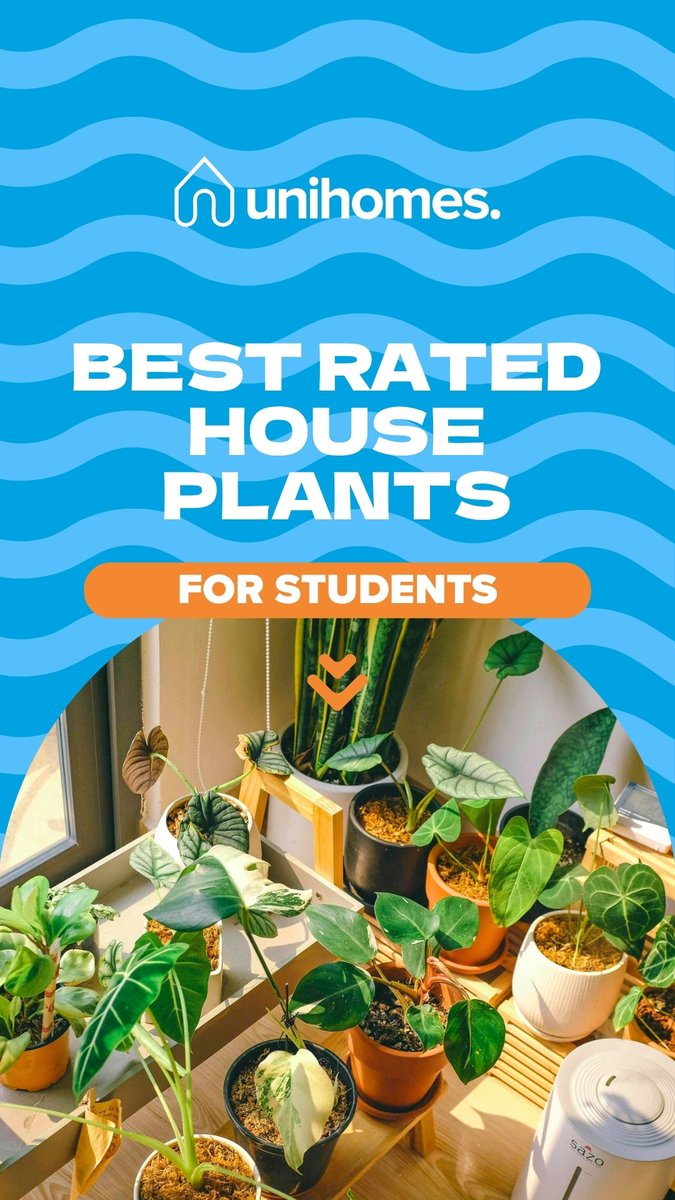 UniHomes's tweet image. Want to know what the best rated house plants are for students? Hit the link below 👇🏽🪴

unihomes.co.uk/blog/the-best-… #HousePlants #Students #UniLiving