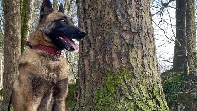 gsrescueelite's tweet image. Polly is 5yrs old and she came to us in Aug 22. Polly has made so much progress at the #Cornwall kennels, she can live with older kids but would like to be the only pet in the home 
#dogs #germanshepherd 
gsrelite.co.uk/polly/