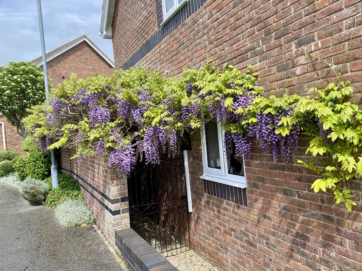 JackieMeek6's tweet image. I just love this time of year #garden #Wisteria ❤️🔥❤️