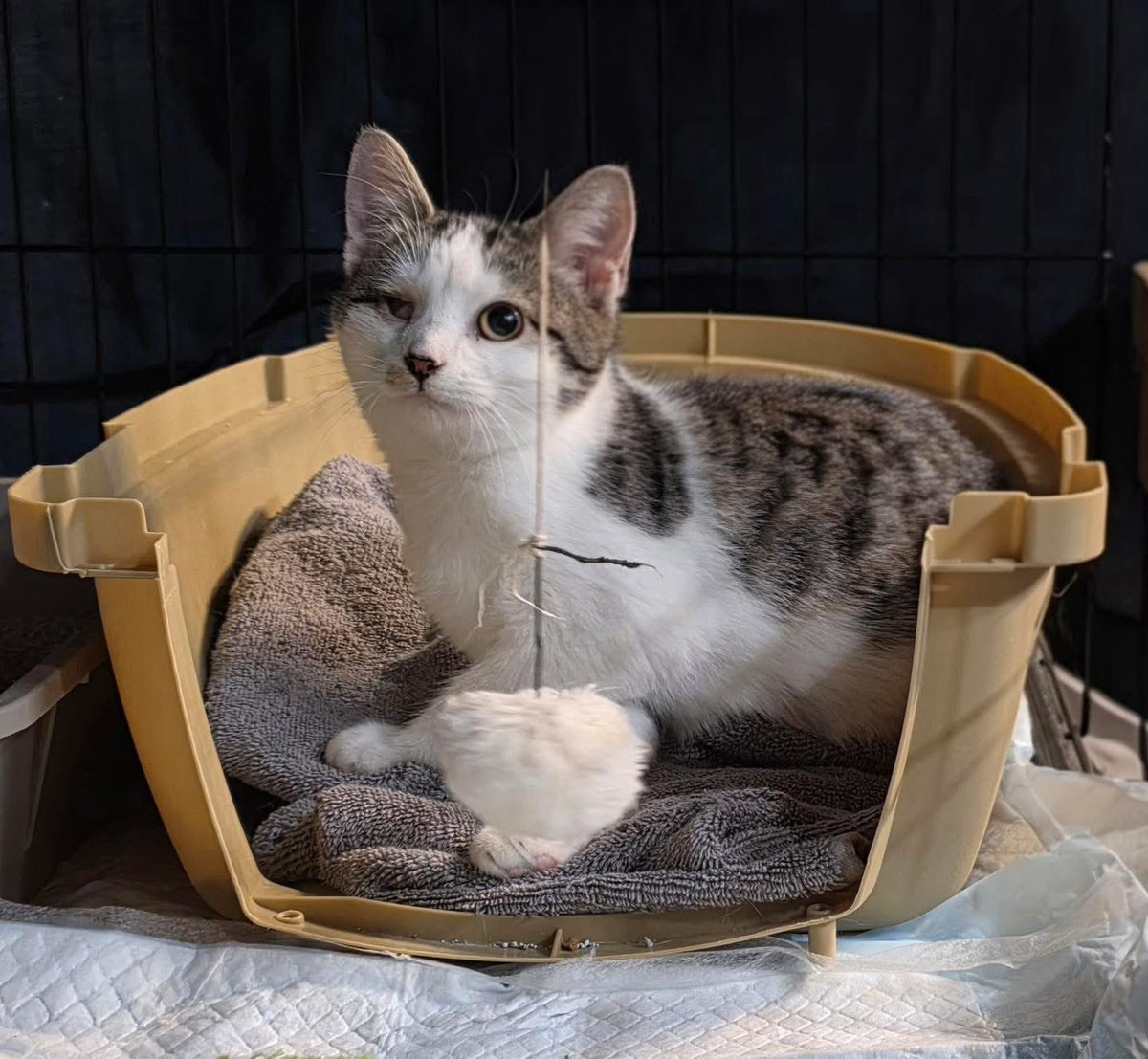 Loudoun Community Cat Coalition tweet media