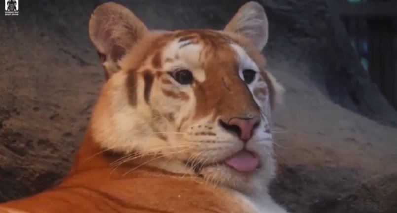 いぶし銀狼👍🐯❤🐎🔥 tweet media