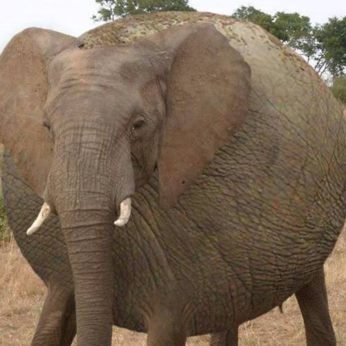 elephant tweet media