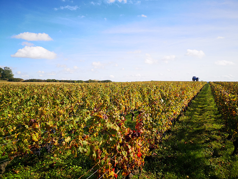 jnwine's tweet image. 🌟 International Sauvignon Blanc Day 🌟

Free tasting today ‘til 5pm &amp;amp; tomorrow 12–5pm at Crossgar 🍷

👉 Domaine Octavie Touraine Sauvignon Blanc 2024

Crisp, fresh &amp;amp; mineral with citrus, white flowers &amp;amp; peach 🍇

#SauvignonBlanc #WineTasting #JNWine