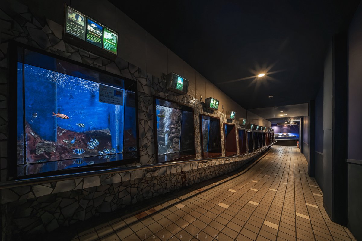 銀鏡つかさ/水族館写真家 tweet media
