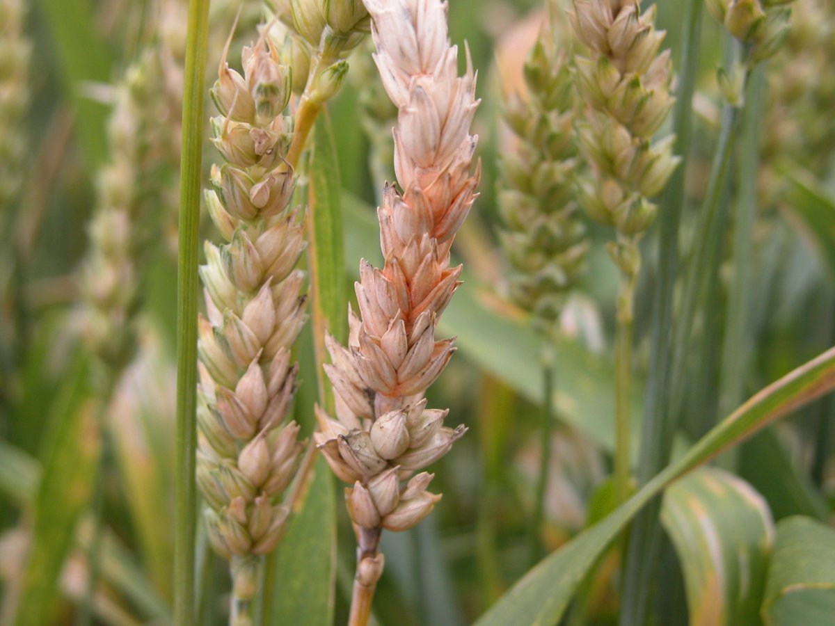 Crop Protection Network tweet media