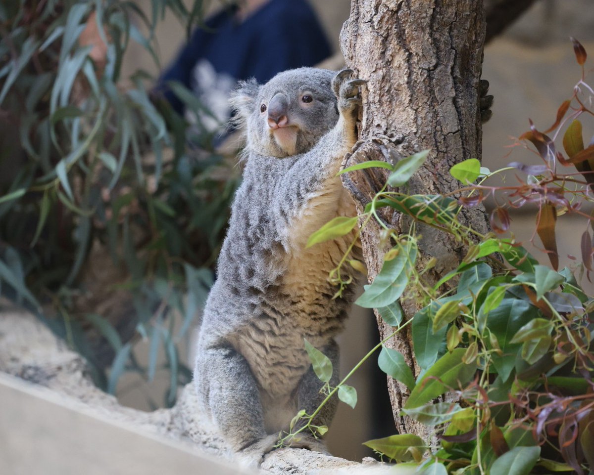 コアラちゃん　鏡台 つかまり立ち おもちちゃん🐨🐾 ＃東山動植物園 ＃コアラ