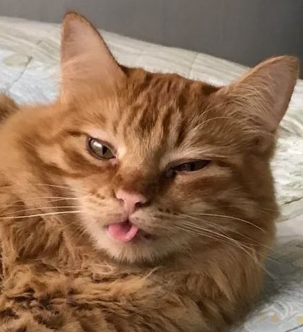 meowperth thinker 💭 tweet media