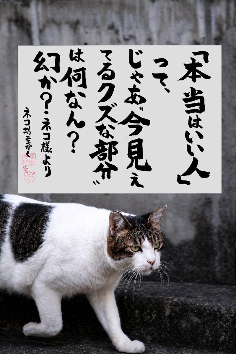 専念寺/ネコ坊主 tweet media