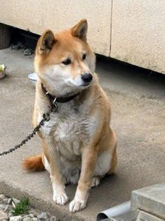 gY2TiUbn6e8e6KL's tweet photo. 🐶🆘【#福島県迷子犬】🎈
🔷2026.4.23
🔴福島県西白河郡矢吹町で散歩中迷子になった〝ちびちゃん♀〟を探しています🐾
🍀ちびちゃん発見の際は警察への保護依頼及び飼い主さんへのご連絡をお願い致します🙇‍♂️
#迷子犬 #西白河郡 #矢吹町迷子犬
#中島村 #泉崎村 #鏡石町 #天栄村
#石川町 #玉川村 https://t.co/1qvfC9nCdG