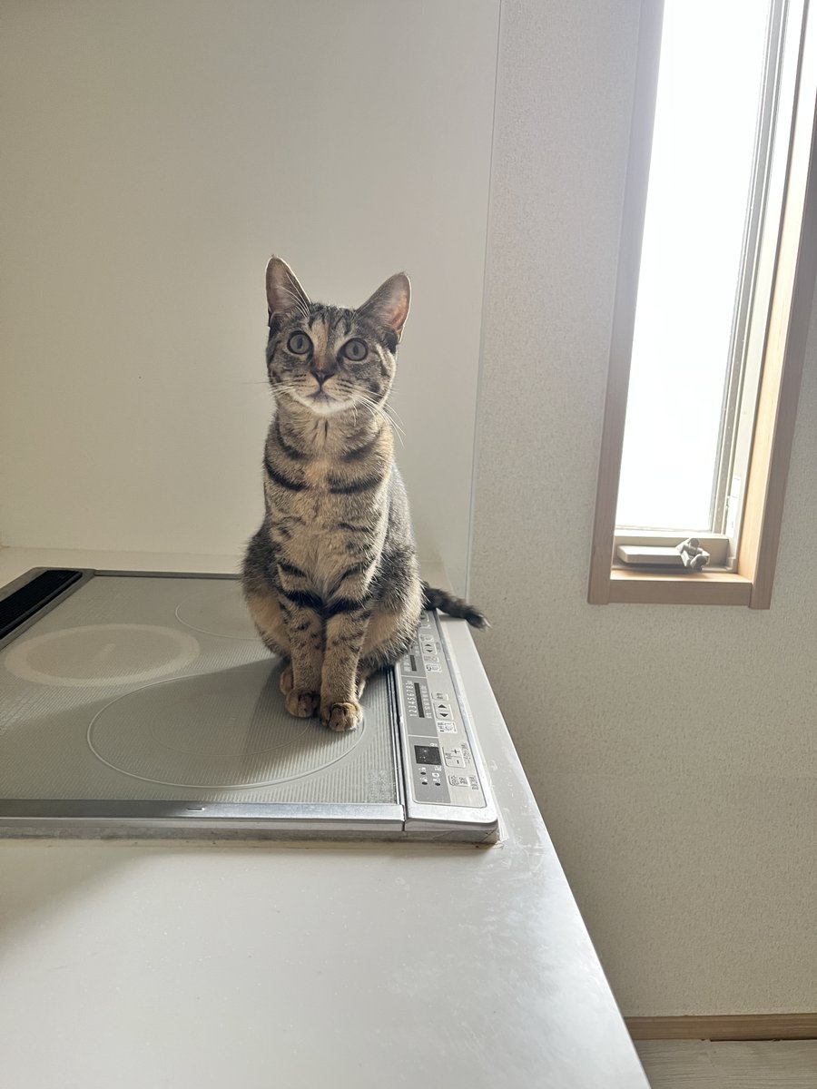 猫のシュピさん tweet media