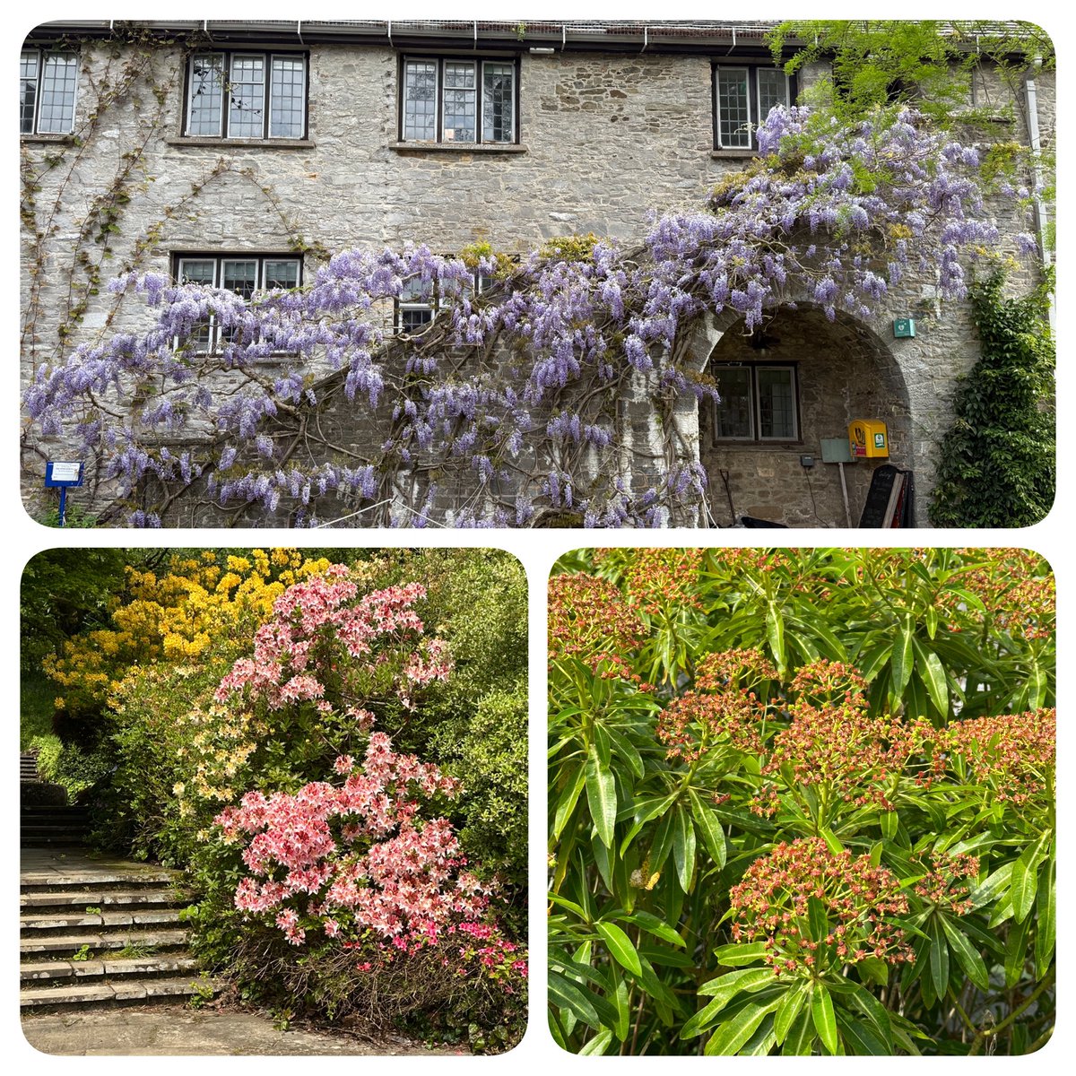 RAGriggsauthor's tweet image. Dartington gardens this morning. 
@DartingtonTrust 

#gardens #devon