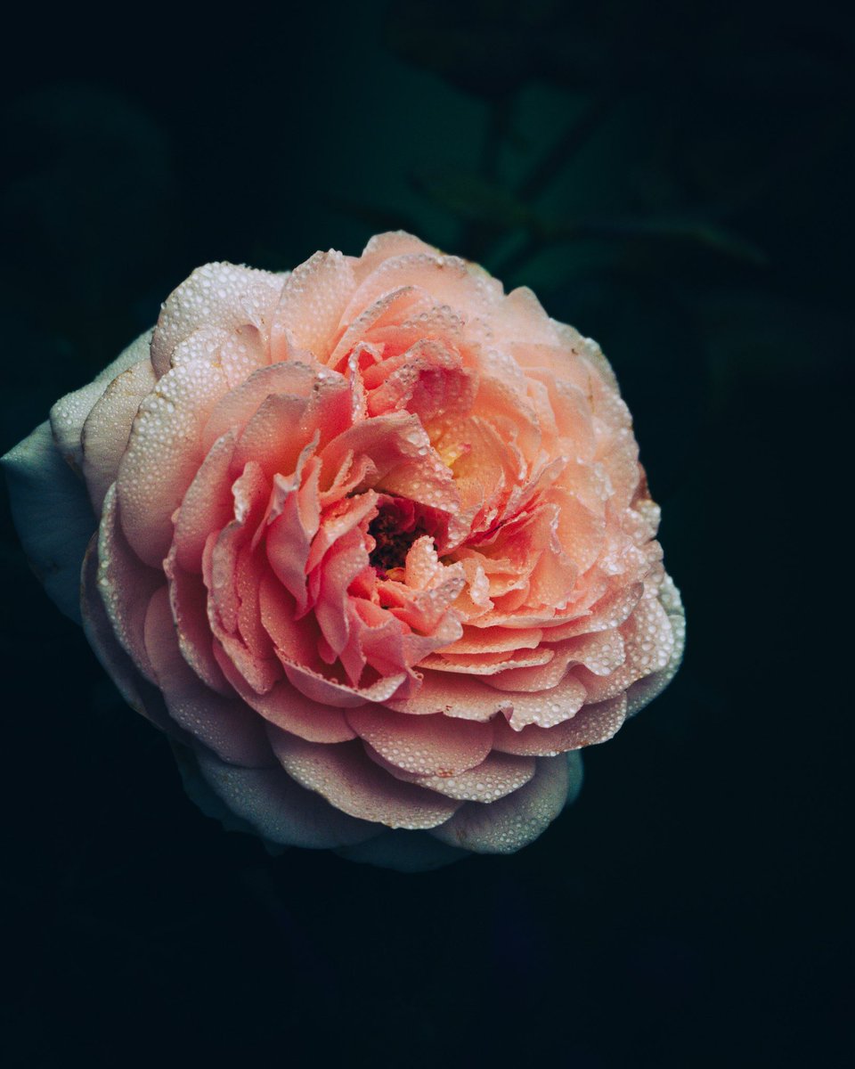 PrestonPhotog's tweet image. Flower Friday. 🌷

Mine is my wife’s favorite rose from our yard.

#MayDay #SpringFlowers #FridayFlowers