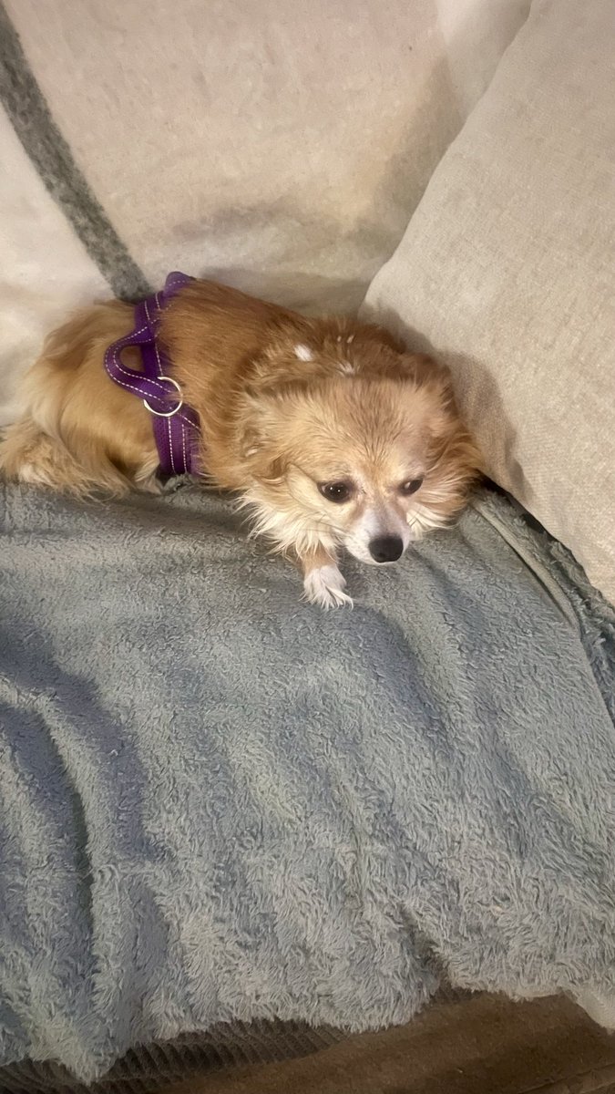 Maryway25's tweet image. Momma I honestly don’t know whaaat happened. My harness just magically moved there🐶🤔😬🤪😂 #dogs #walkies #nowalkies