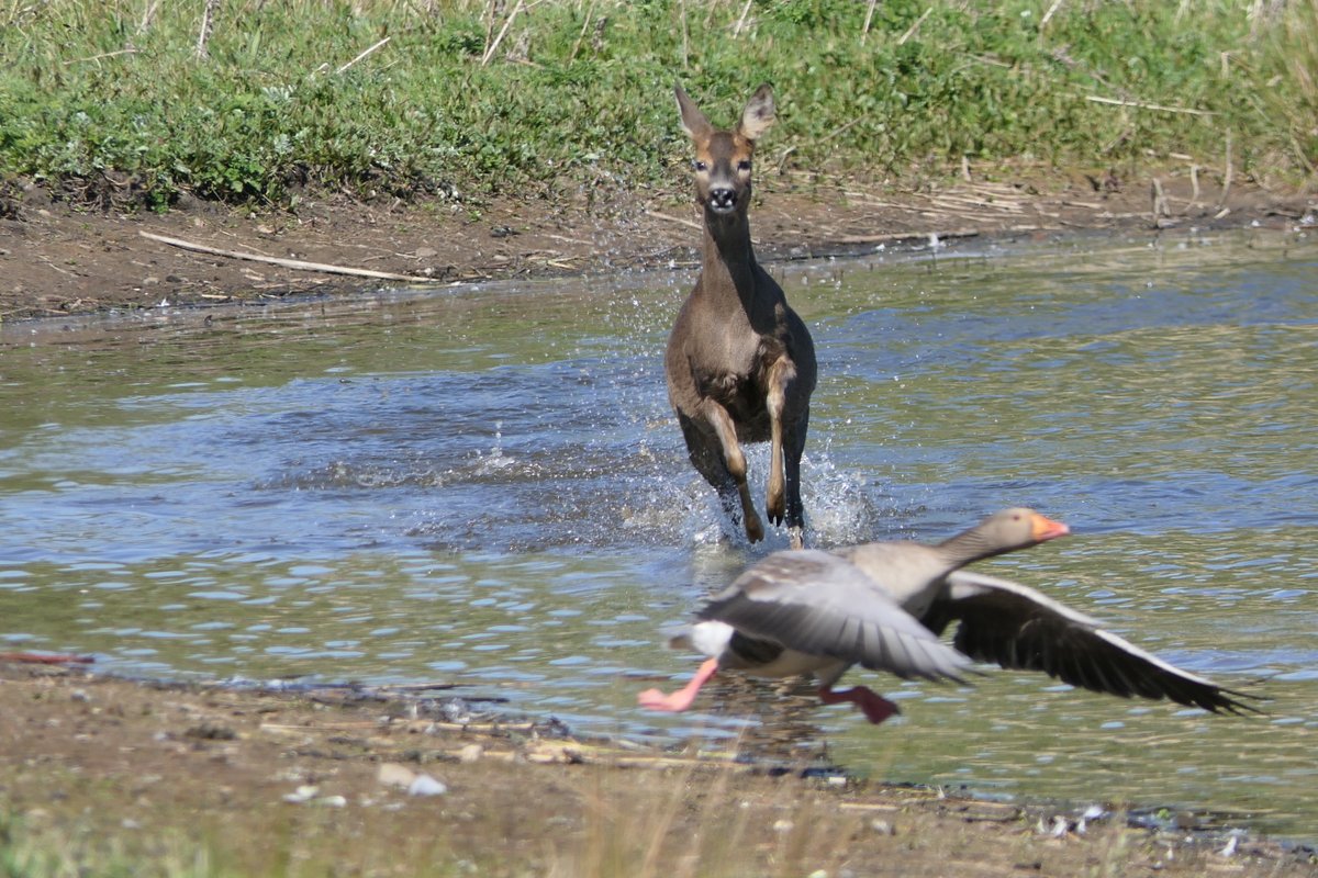 RevdDavidA's tweet photo. Birding Delaval Parish &amp; Holywell Pond 
A few more actions shots of this adventurous Roe Deer - it did a great job of scattering everything! https://t.co/rdZtymWNrC
