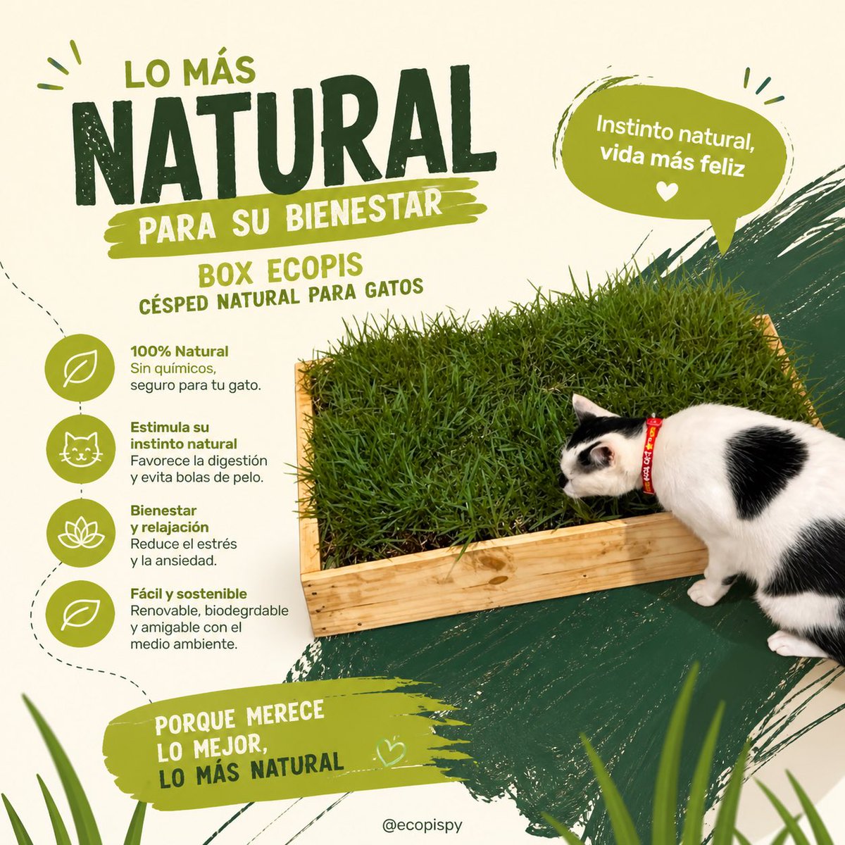 Si tenes michis viviendo en departamentos o sin acceso a la calle, esto le va a encantar, un pequeño jardín natural para que pueda desestresarse naturalmente, sin químicos 

Enriquece el entorno de tu michi para que sea más feliz 💚

Pedidos al wa.me/595994142354