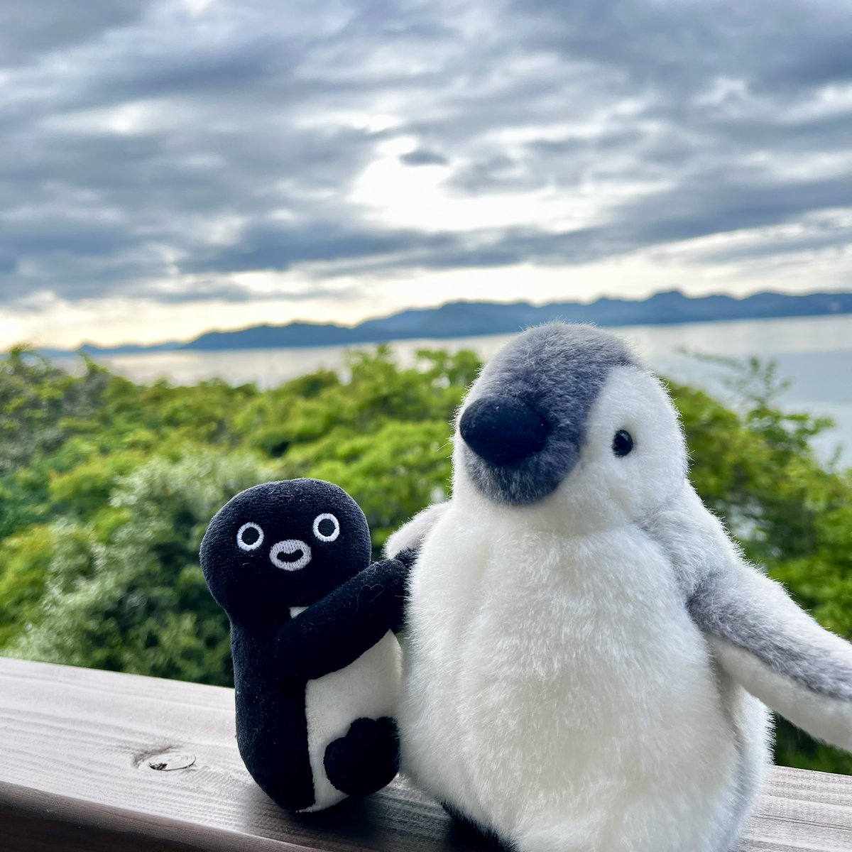 🐧🌊🐧
お姉ペン！海だよ海だよー
ペンちゃん、あるじ仕事忙しくて久しぶりにのーんびりしたかったんだって。
ふーん、でも私たちはラッキーよねﾃﾍ))📢🐧
