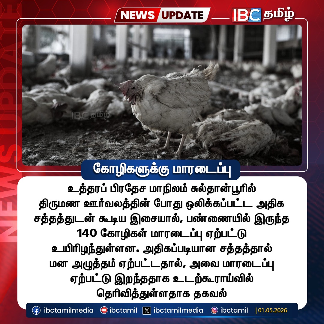 ibctamilmedia's tweet image. கோழிகளுக்கு மாரடைப்பு | Heart Attacks in Chickens | IBC Tamil
#HeartAttacks #Chickens #ibctamil