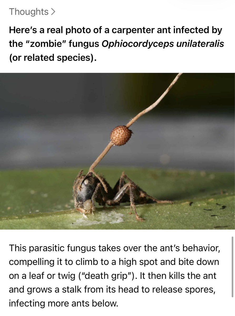 I don’t want to hear the left say anything about “Defending Democracy” while they are playing footsies with Communist parties. 

Democracy and Communism are fundamentally incompatible. The Democrat party is now like an ant colony infected with the fungus that turns ants into
