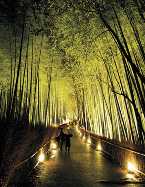 newshootsbamboo's tweet image. Flashback Friday
Such a great photo, we had to share again, almost like artwork this is running bamboo.
Take a look at our website at: newshootsbamboo.com to shop all our Bamboo Plants!
#landscapedesign
#southflorida
#bamboo
#tropicalparadise
#greenliving
#plantbamboo