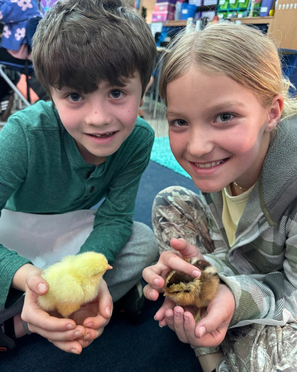 vbschools's tweet image. .@kingston_vb 3rd graders had a fun learning experience as they hatched chicks in the classroom! 🐣

Students then partnered with Leaping Lizard Cafe, who welcomed the chicks to their new home at their restaurant and farmer's market.

The class even had the chance to visit and