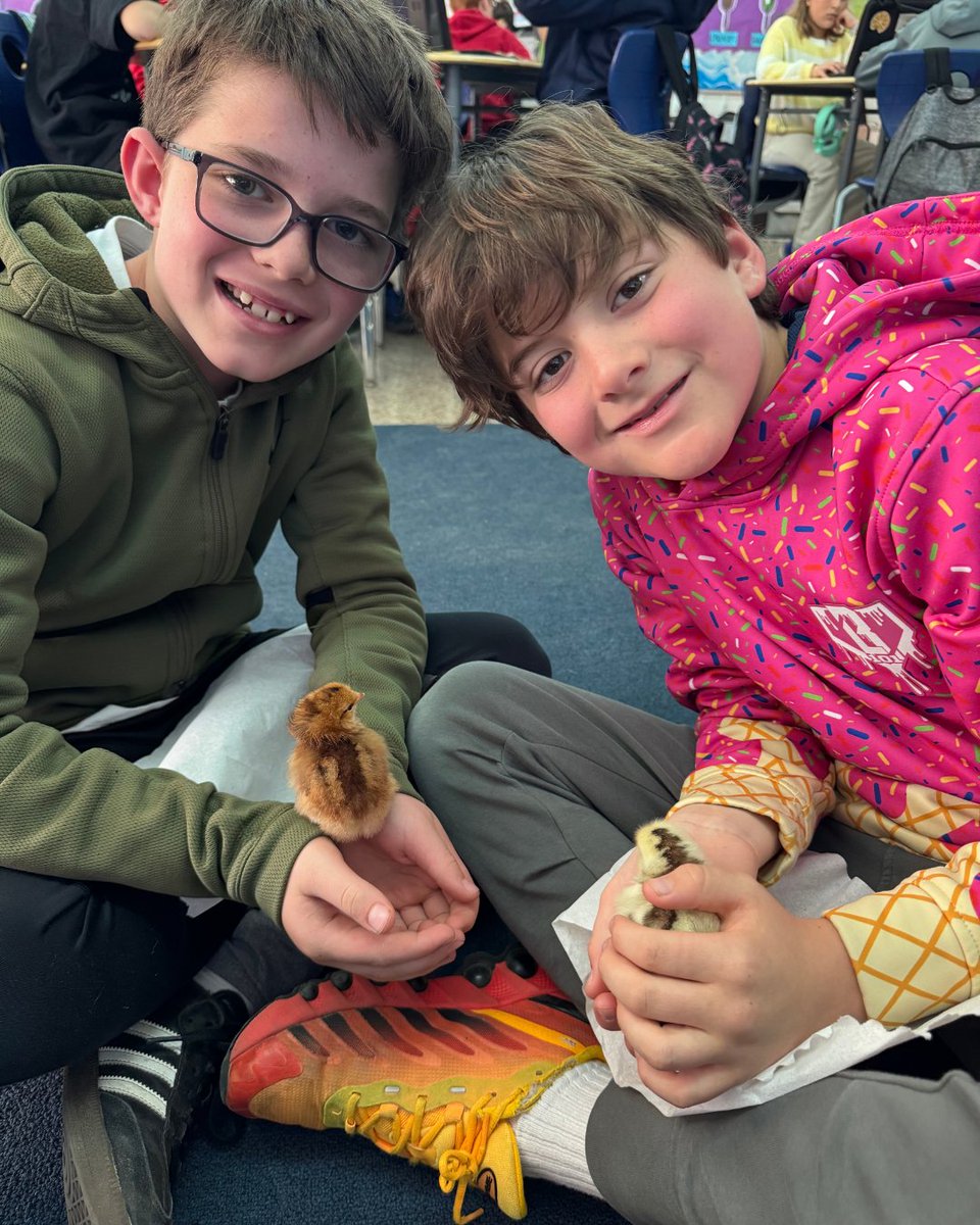 vbschools's tweet image. .@kingston_vb 3rd graders had a fun learning experience as they hatched chicks in the classroom! 🐣

Students then partnered with Leaping Lizard Cafe, who welcomed the chicks to their new home at their restaurant and farmer's market.

The class even had the chance to visit and