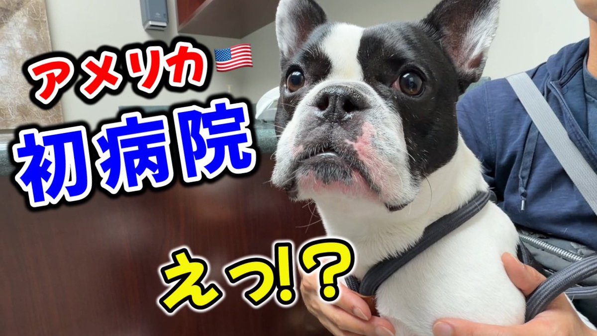 muta_muta116's tweet photo. YouTube公開しました！
犬とアメリカ生活🇺🇸休日のFarmers Marketと別日の動物病院Vlog https://t.co/PoU8HxhN2w @YouTubeより https://t.co/6sZFIpzt0A