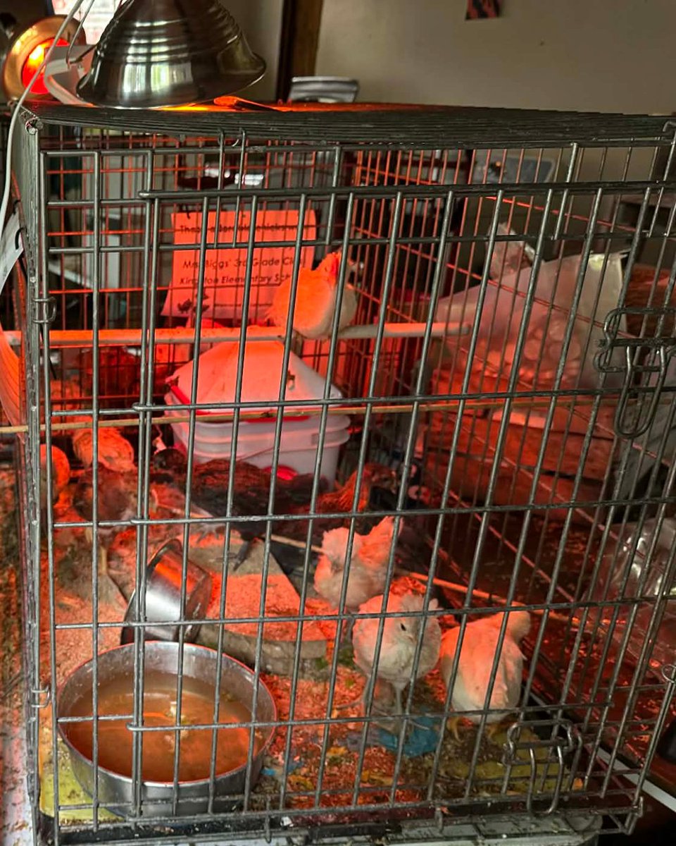 vbschools's tweet image. .@kingston_vb 3rd graders had a fun learning experience as they hatched chicks in the classroom! 🐣

Students then partnered with Leaping Lizard Cafe, who welcomed the chicks to their new home at their restaurant and farmer's market.

The class even had the chance to visit and