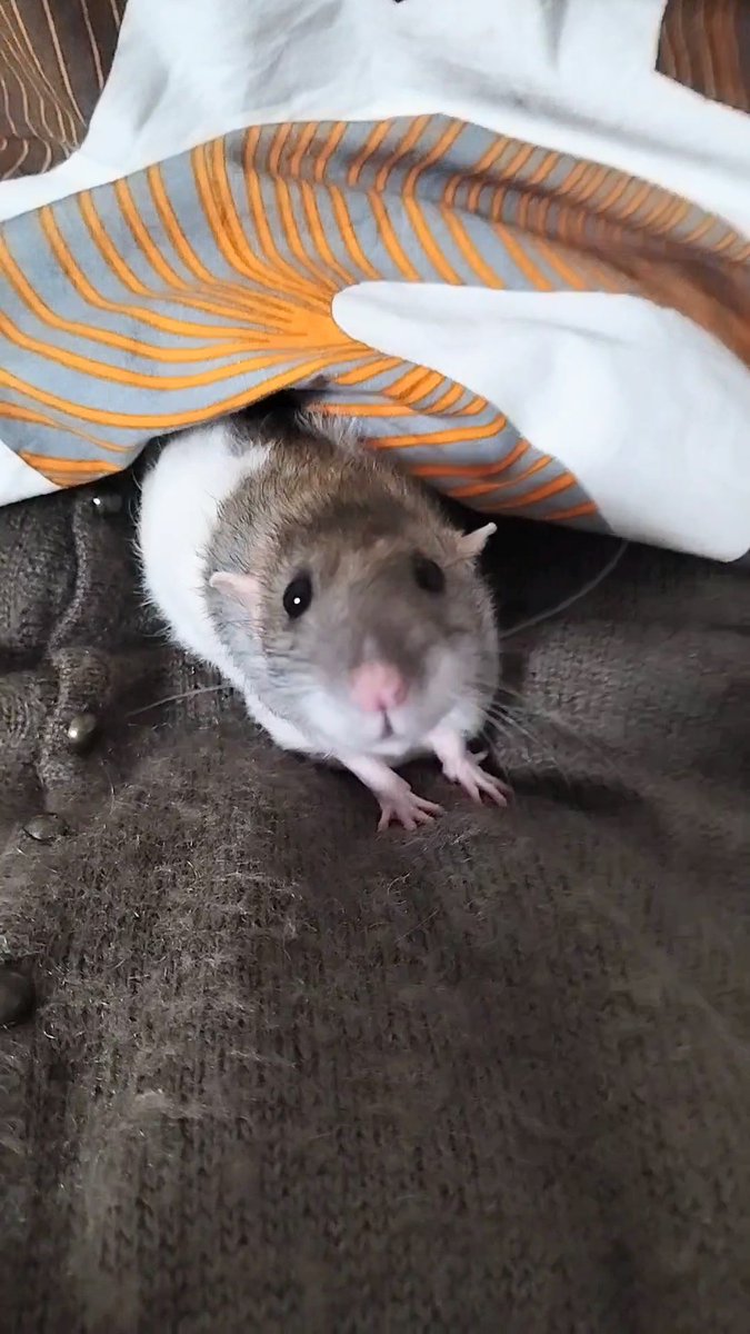 まゆ🌱 Zoey🐀 Flower🐁 tweet media