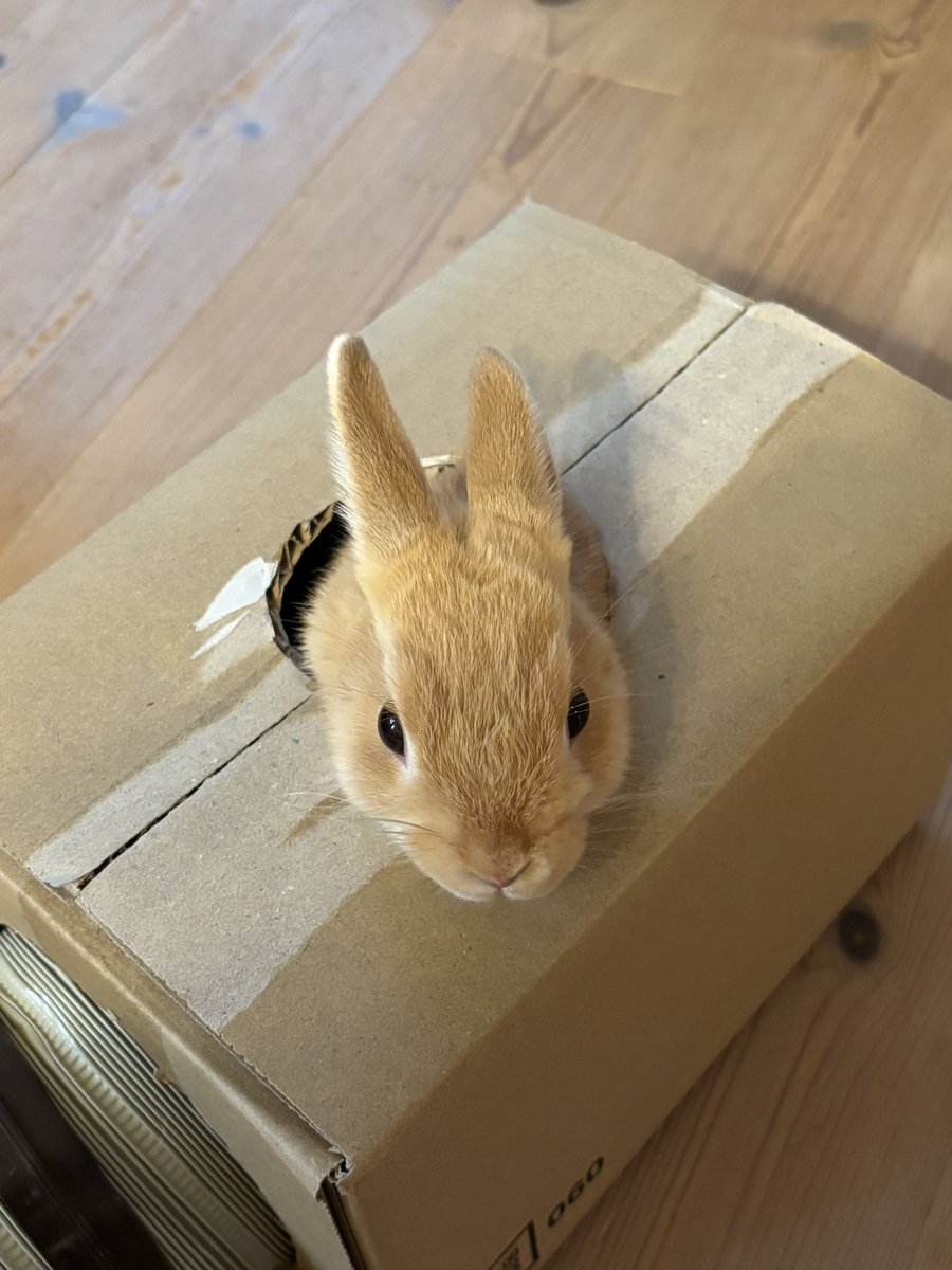 たぶん出ようと思えばここから飛び出せるんだけどまだ怖いのかやろうとしない姫