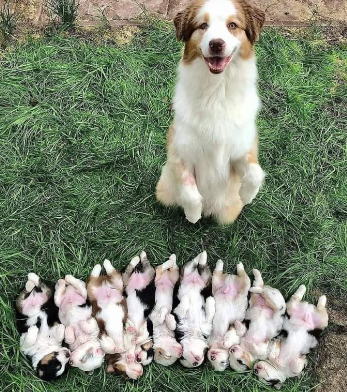 Best in Dogs tweet media